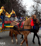 Con sus mejores aperos son engalanadas las cabalgaduras, para participar en la tradicional Fiesta de Cuasimodo.